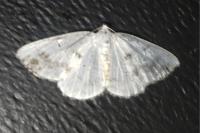 Lomographa temerata