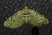 Chloroclystis v-ata