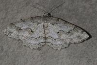 Ectropis crepuscularia