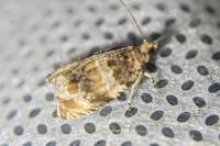 Celypha lacunana