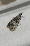 Eudonia lacustrata