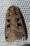 Xestia triangulum