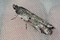 Pempelia palumbella