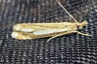 Crambus ericella