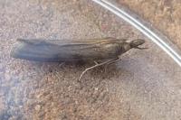 Platytes cerussella