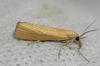 Pediasia luteella