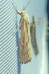 Pediasia fascelinella