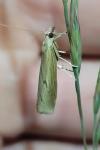 Pediasia contaminella