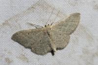 Idaea sylvestraria