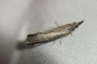 Platytes cerussella