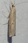 Pediasia contaminella