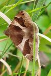 Dysgonia algira