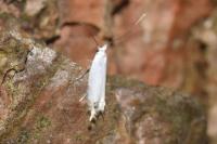 Leucoptera