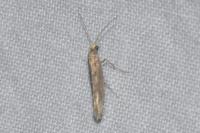 Plutella xylostella