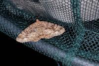 Parectropis similaria