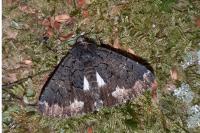 Catephia alchymista