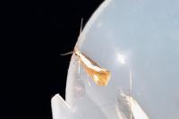 Harpella forficella