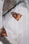Archips podana