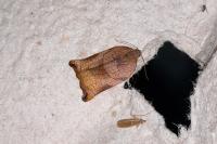 Archips podana