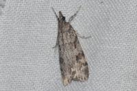 Scoparia