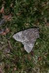 Acronicta megacephala