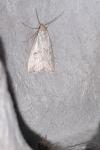 Hypenodes humidalis