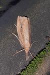 Chilo phragmitellus