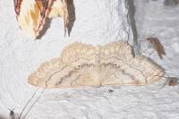 Idaea deversaria