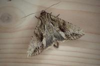 Apamea monoglypha monoglypha