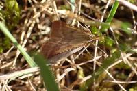 Synaphe punctalis