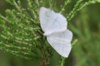 Cabera pusaria