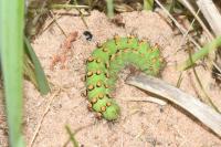 Saturnia pavonia