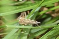 Chrysoteuchia culmella