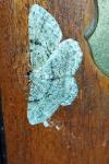 Peribatodes rhomboidaria rhomboidaria