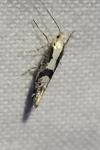 Argyresthia conjugella