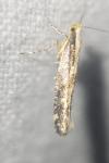 Argyresthia conjugella