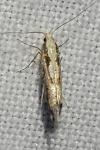 Argyresthia conjugella