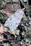 Scoparia
