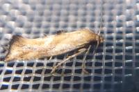 Epermenia