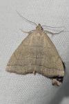 Herminia tarsipennalis