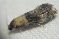 Phalonidia gilvicomana