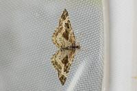 Epirrhoe alternata