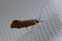 Crassa unitella