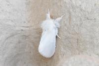 Euproctis chrysorrhoea