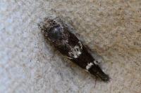 Mompha subbistrigella