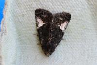 Aedia funesta