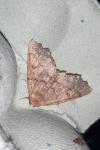 Odontopera bidentata
