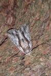 Calliergis ramosa