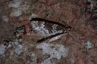 Electrophaes corylata