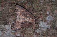 Dypterygia scabriuscula